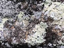 Image of arctoparmelia lichen