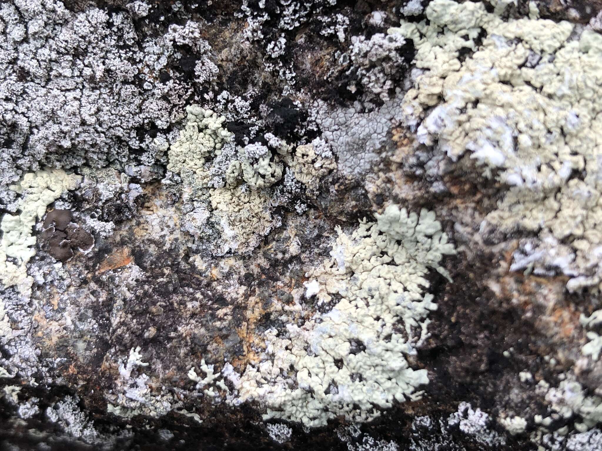 Image of arctoparmelia lichen