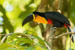 Image of Ramphastos vitellinus ariel Vigors 1826