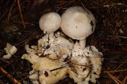 Image of Volvariella surrecta (Knapp) Singer 1951