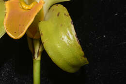 Image of Sudamerlycaste gigantea (Lindl.) Archila