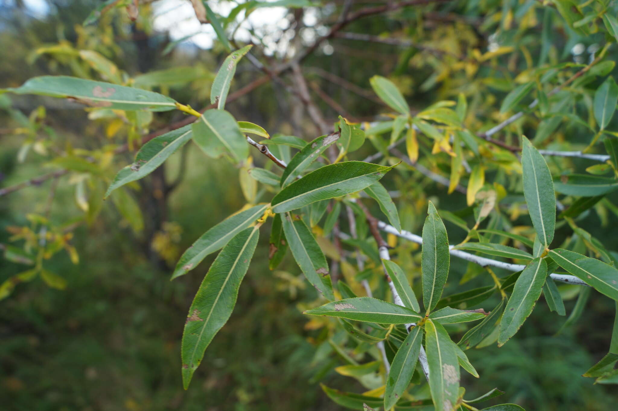 Image of Salix rorida Lacksch.