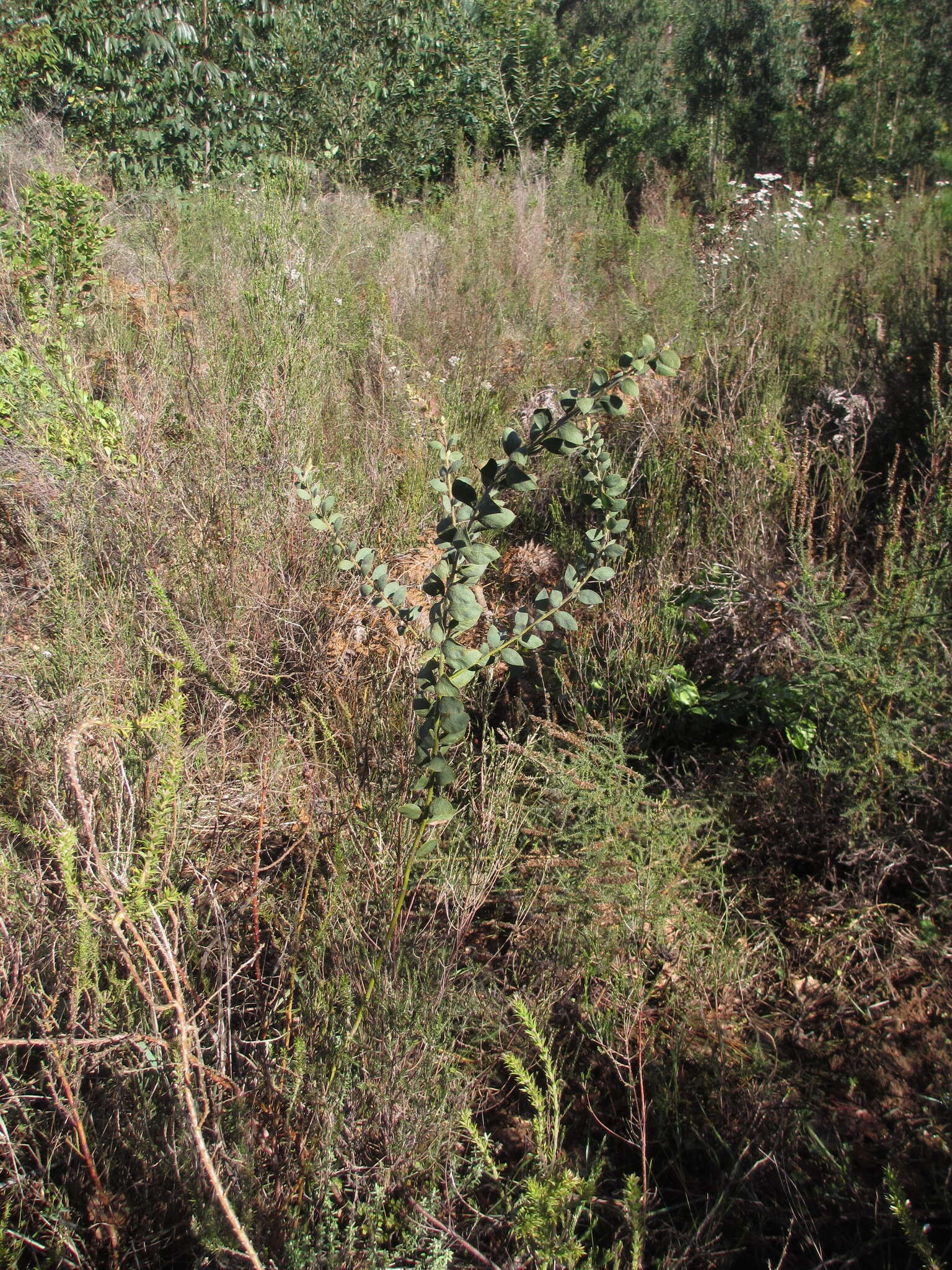 Image of Acacia piligera A. Cunn.