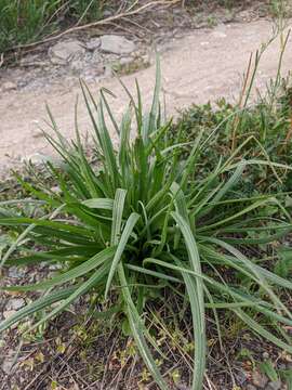 Image of Plantago maritima subsp. ciliata Printz