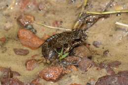 Image of Brown Froglet