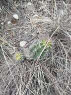 Image de Echinopsis bridgesii subsp. bridgesii