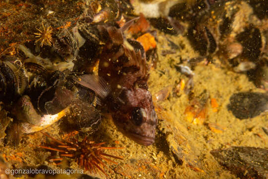 Image of Blackbelly rosefish