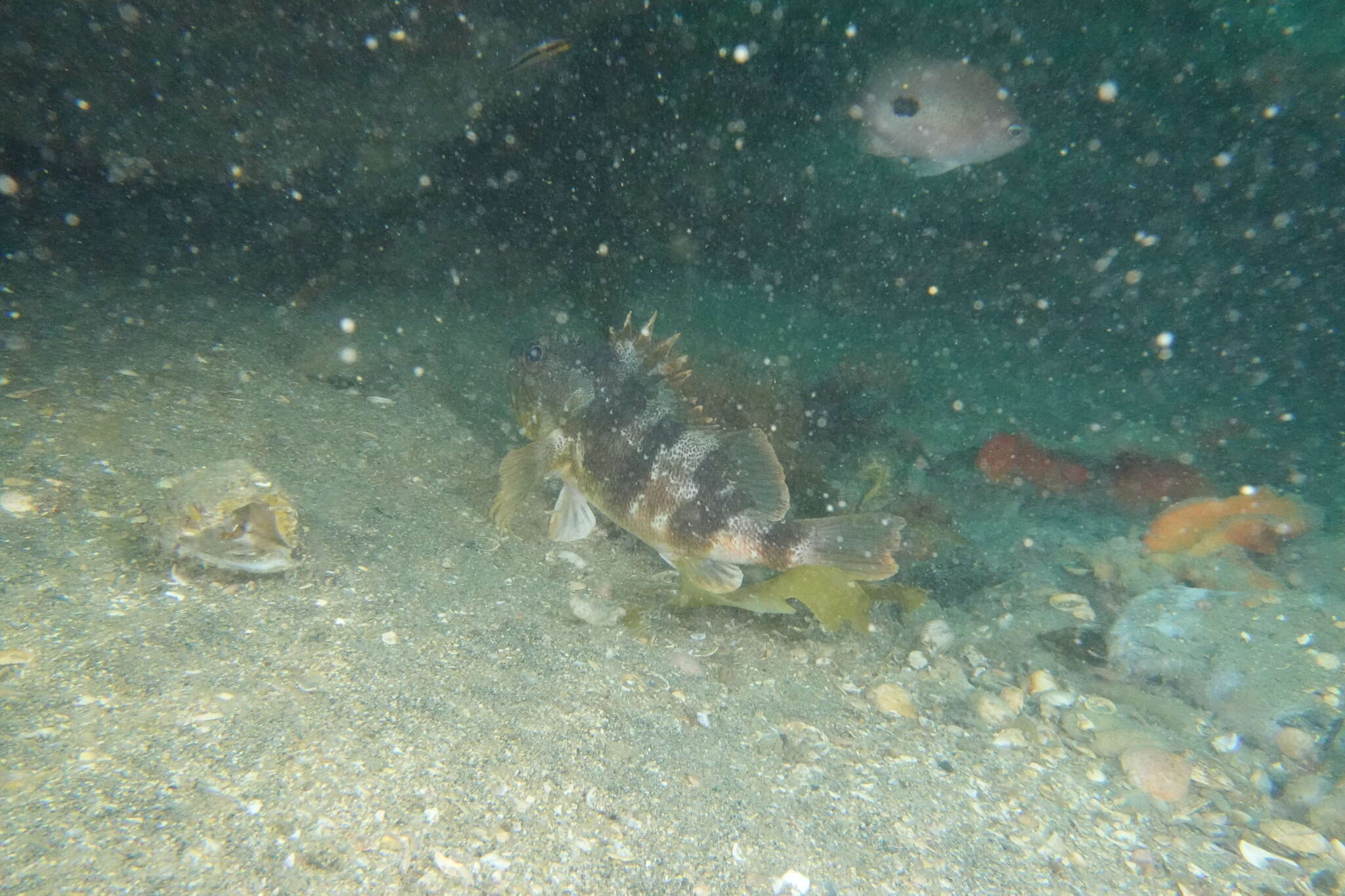 Image of Red gurnard perch