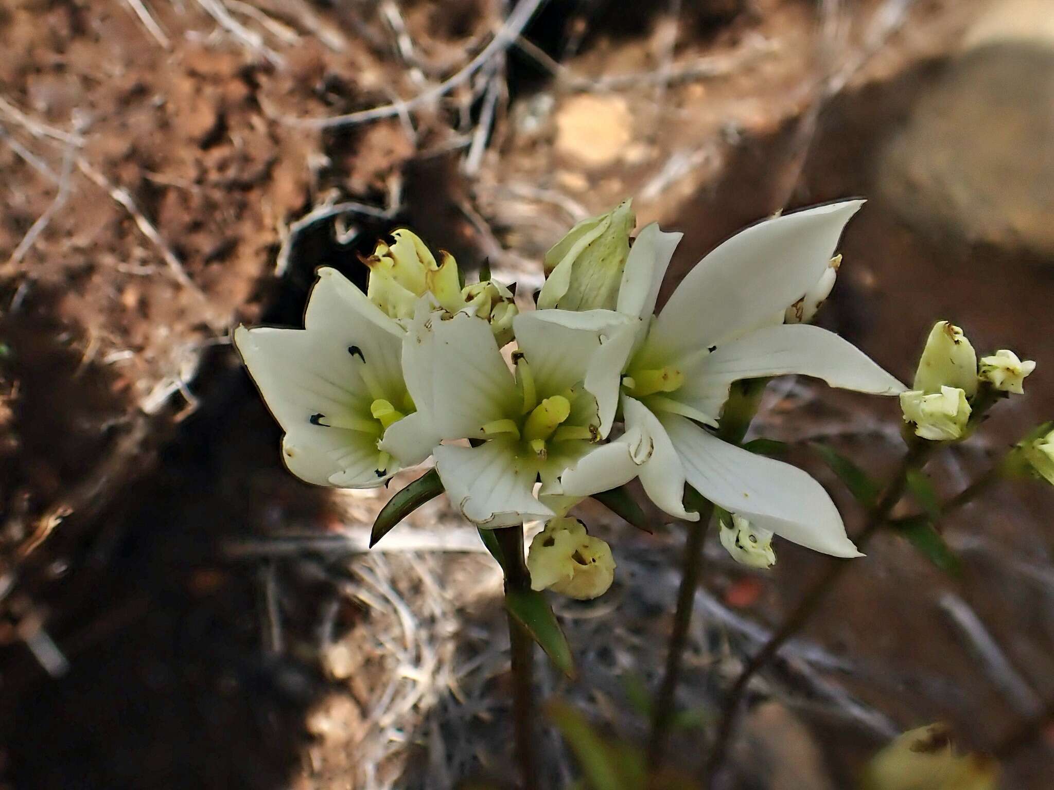 Image of Gentianella stellata Glenny