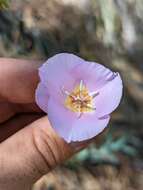 Image of Munz's mariposa lily