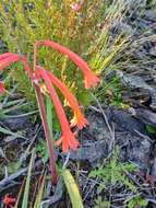 Image of Cyrtanthus angustifolius (L. fil.) Aiton