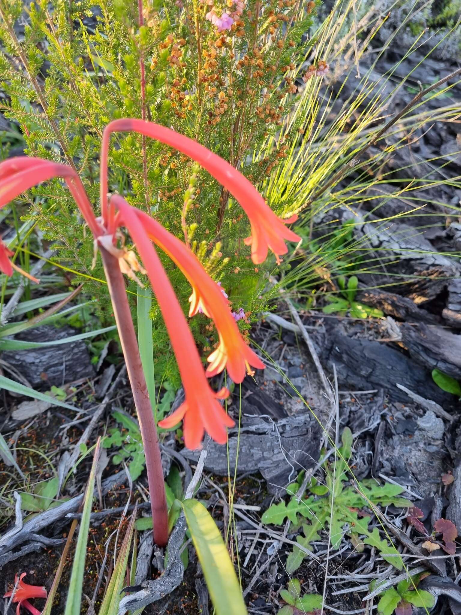 Image of Cyrtanthus angustifolius (L. fil.) Aiton