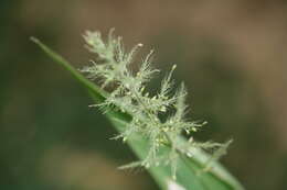 Image of East Indian bristlegrass