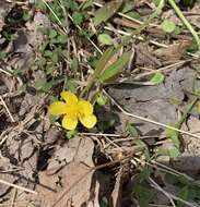 <i>Ranunculus <i>hispidus</i></i> var. hispidus的圖片