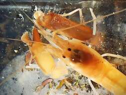 Image of European big-claw snapping prawn