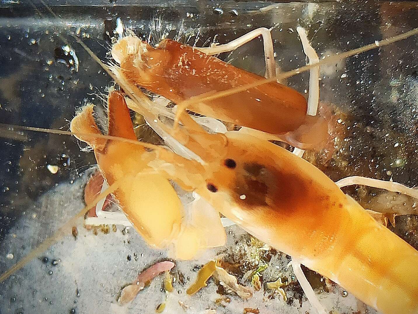 Image of European big-claw snapping prawn