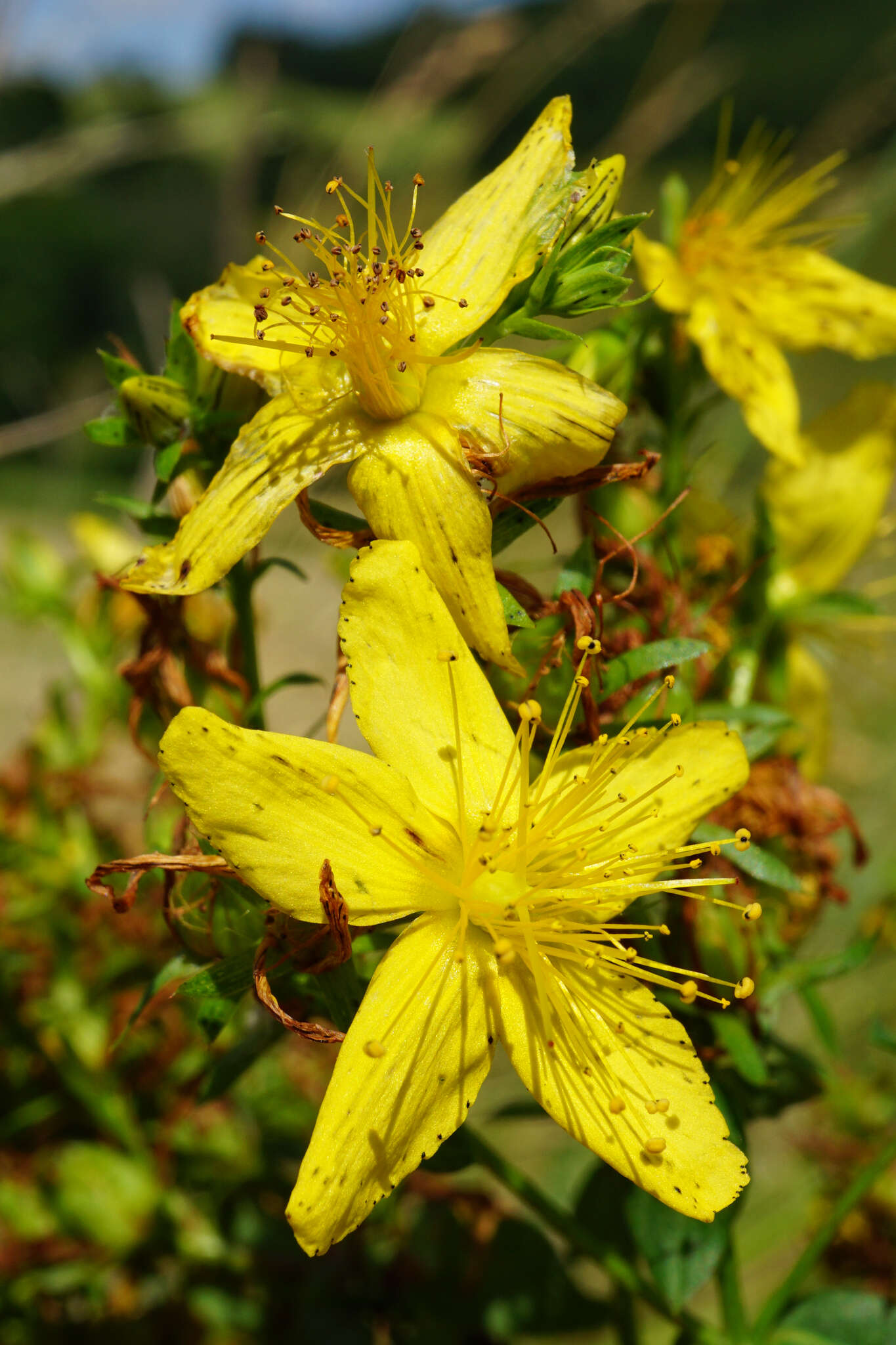 Sivun Hypericum desetangsii Lamotte kuva