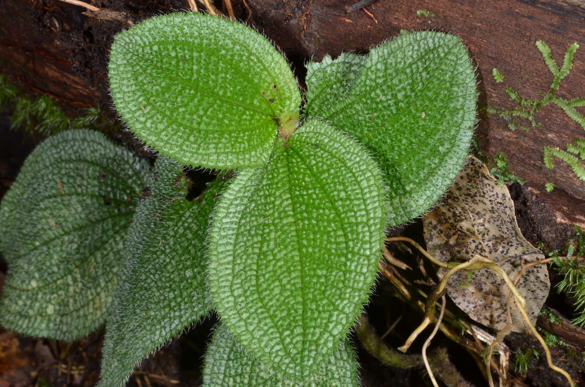 Image of Phyllagathis prostrata C. Hansen