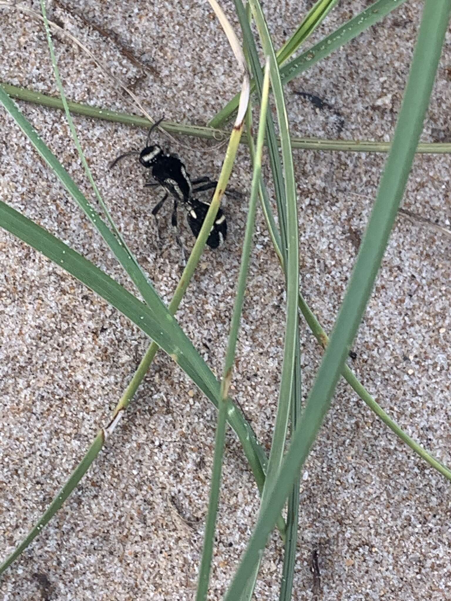 Imagem de Traumatomutilla indica (Linnaeus 1758)