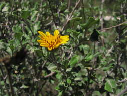 Image of Calanticaria bicolor (S. F. Blake) E. E. Schill. & Panero
