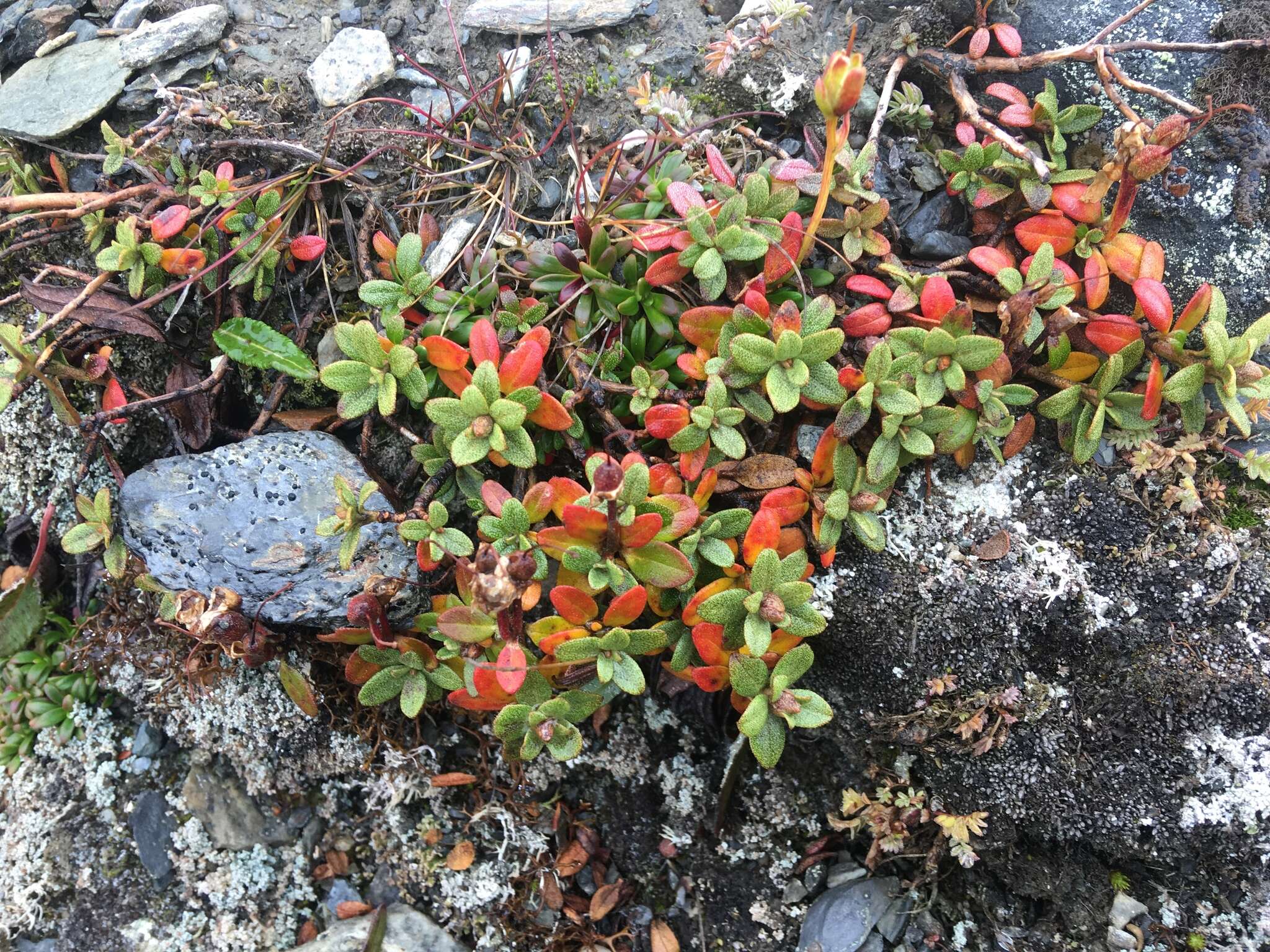 Image of Lapland rosebay
