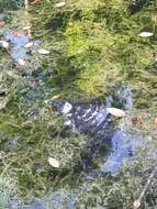 Image of Asiatic Softshell Turtle