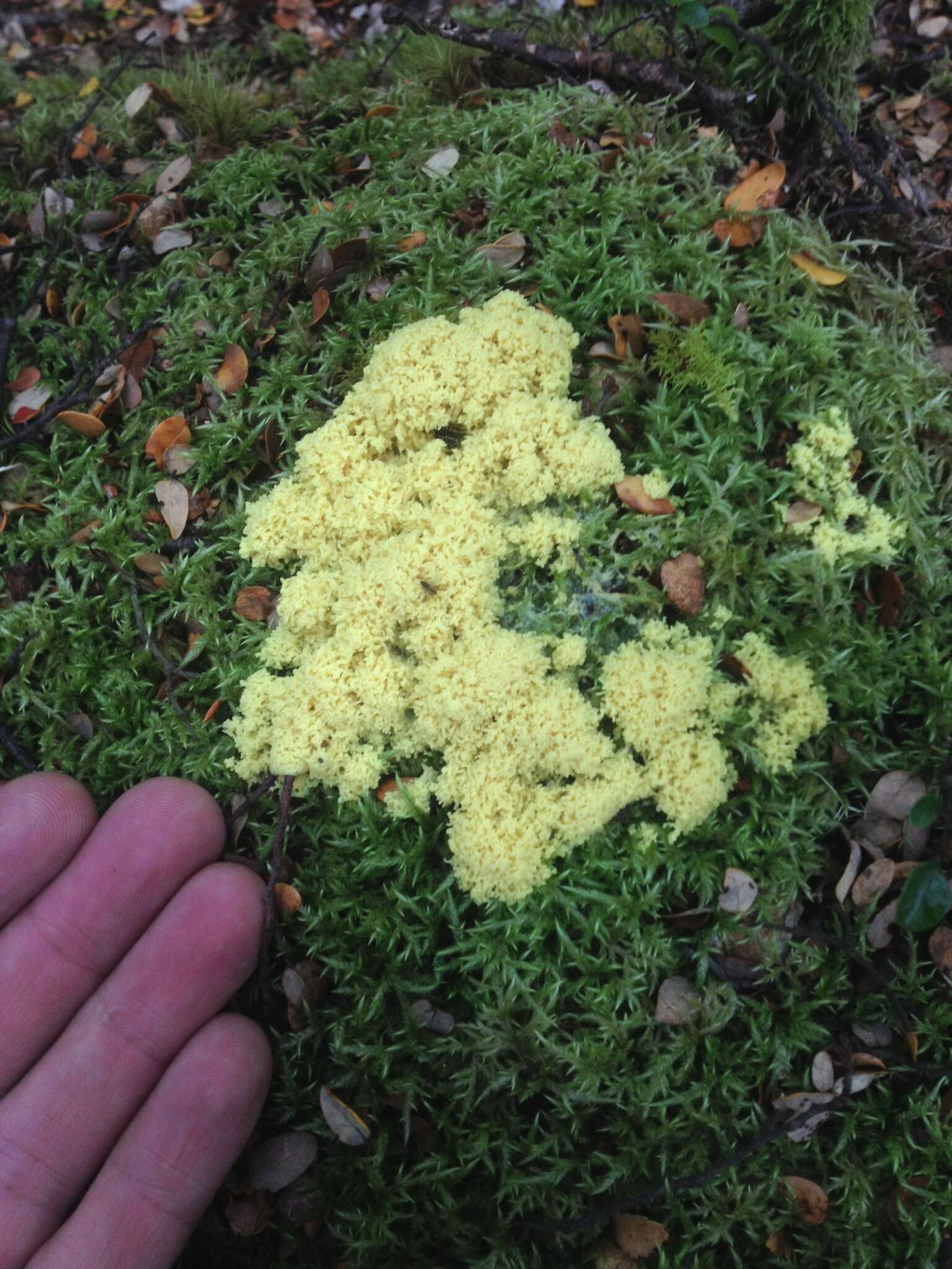 Image of Dog vomit slime mold