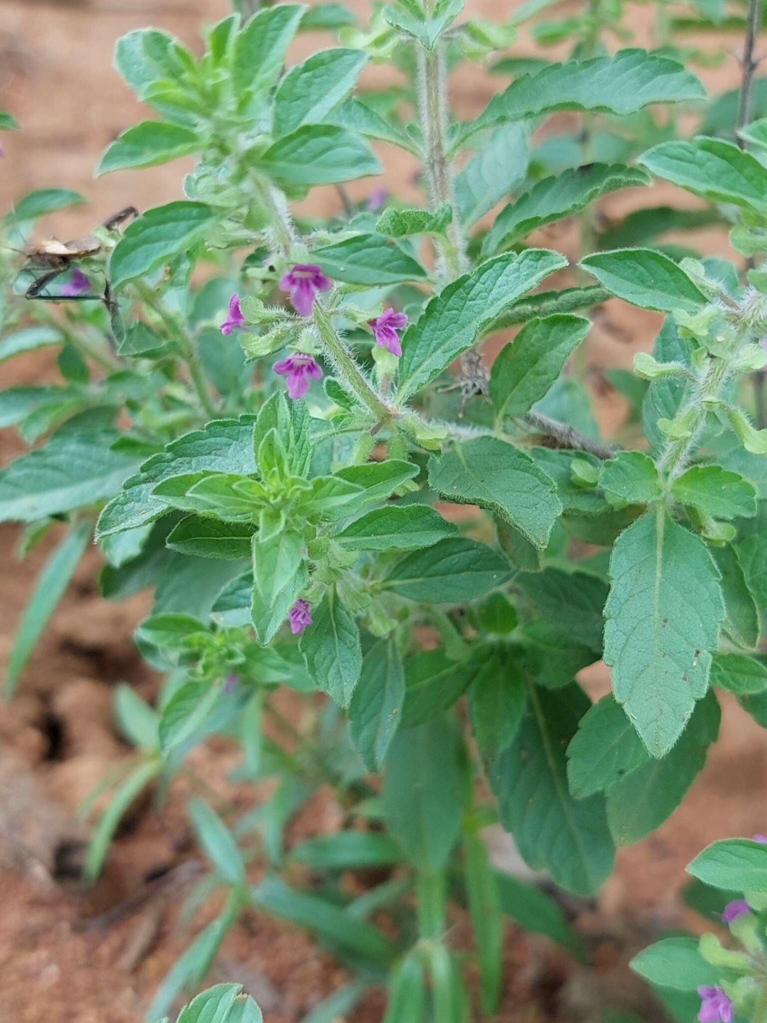 Image of Endostemon tereticaulis (Poir.) M. R. Ashby