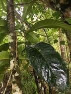 Image of Ixora margaretae (N. Hallé) Mouly & B. Bremer