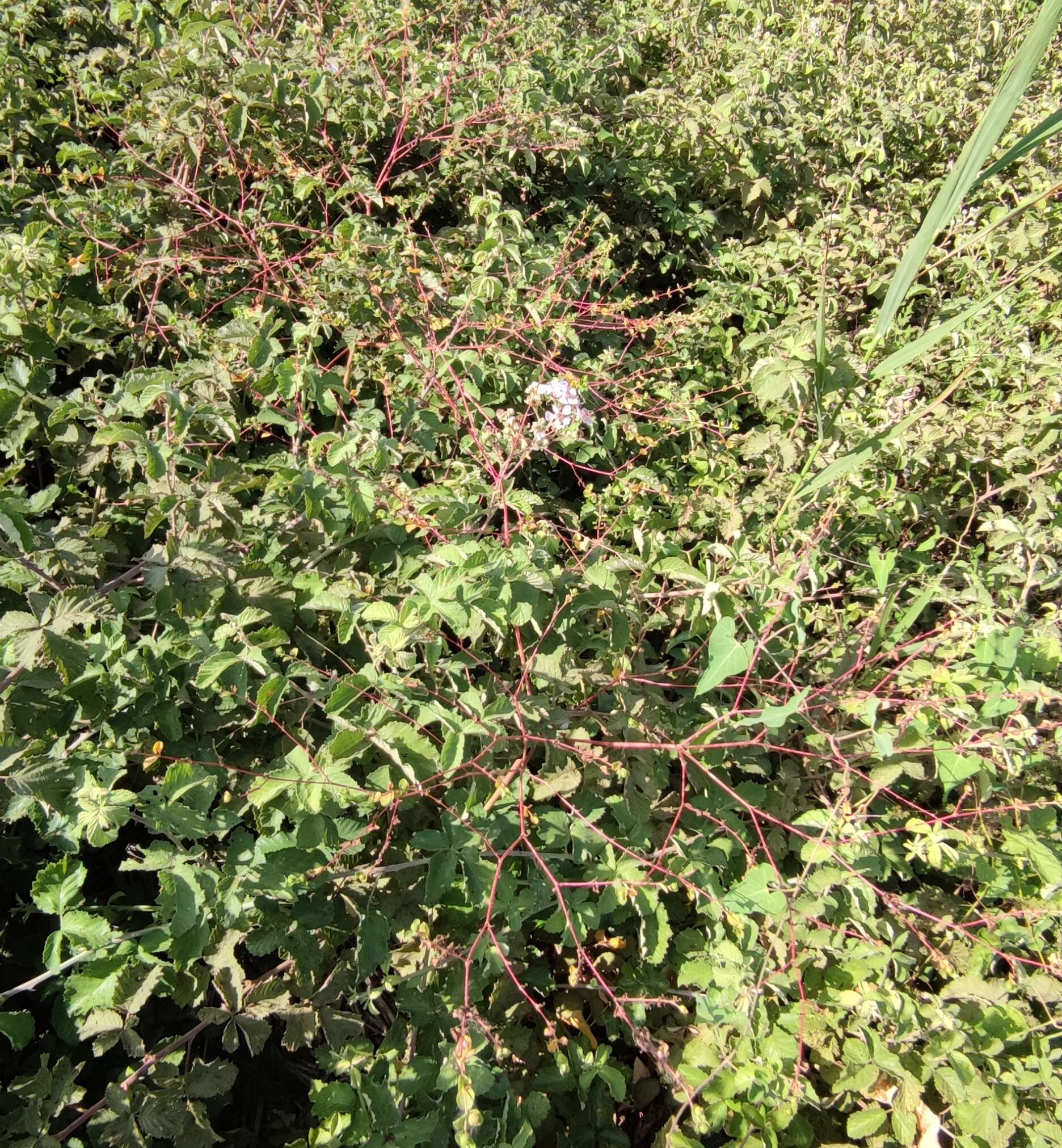 Image of Euphorbia microsphaera Boiss.