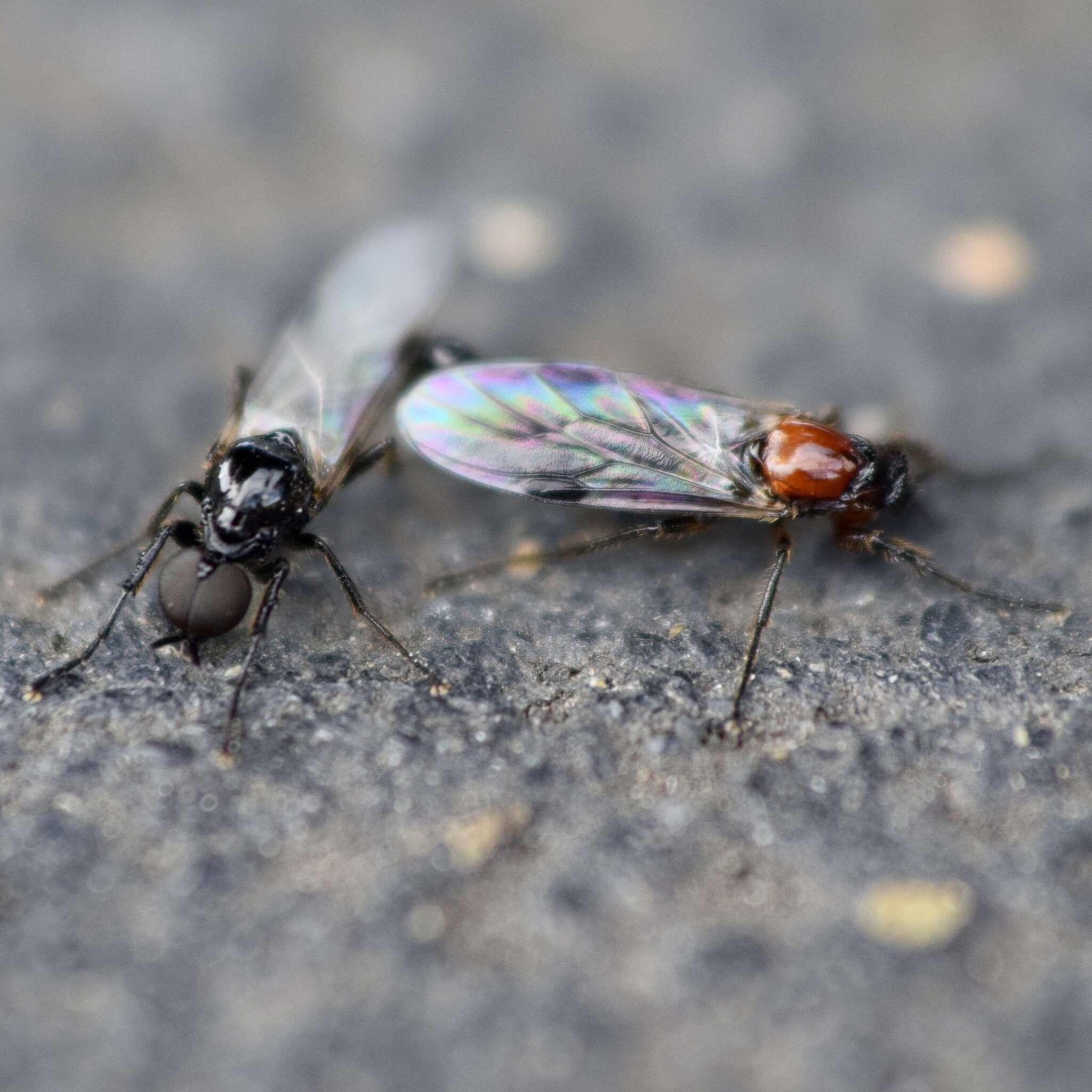 Image of Dilophus strigilatus McAtee 1922