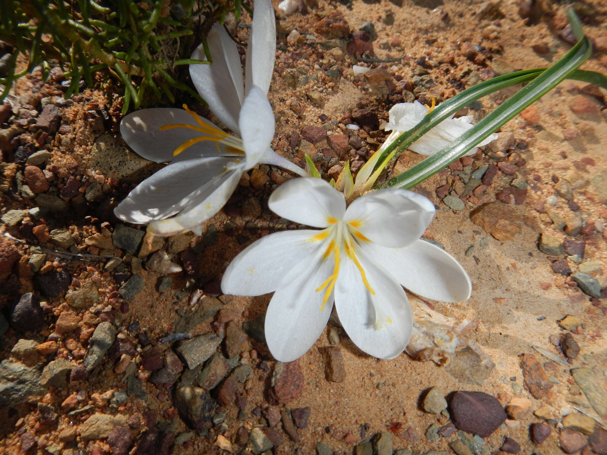 Image of Syringodea unifolia Goldblatt