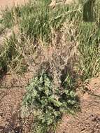 Image of weakleaf bur ragweed