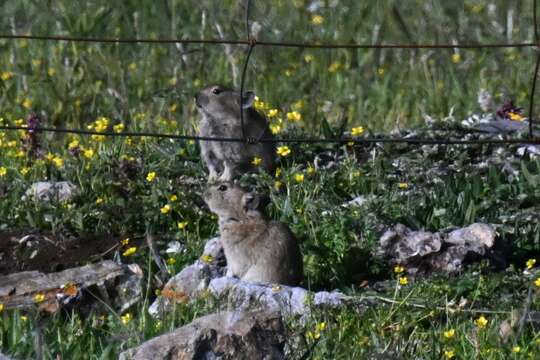 Image of Black-lipped Pika