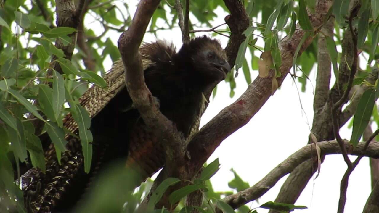 Image of Pheasant Coucal