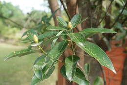 Image of Machilus thunbergii Sieb. & Zucc.