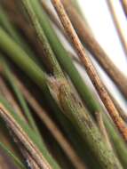 Image of Austrostipa nodosa (S. T. Blake) S. W. L. Jacobs & J. Everett