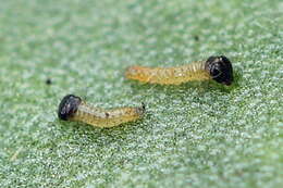 Ostrinia palustralis Hübner 1796 resmi