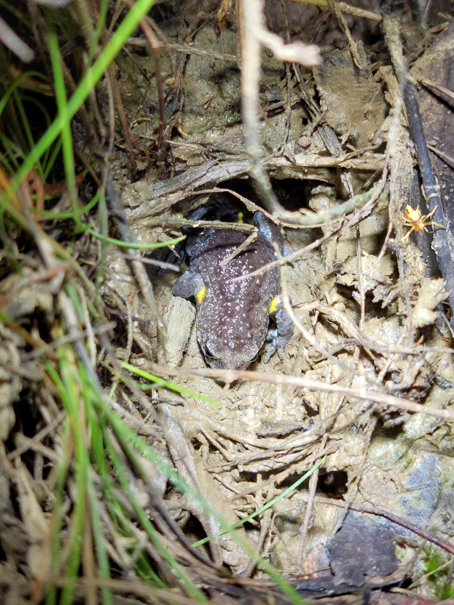 Image of Dendy’s Toadlet