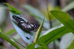 Image of Ideopsis juventa curtisi (Moore 1883)