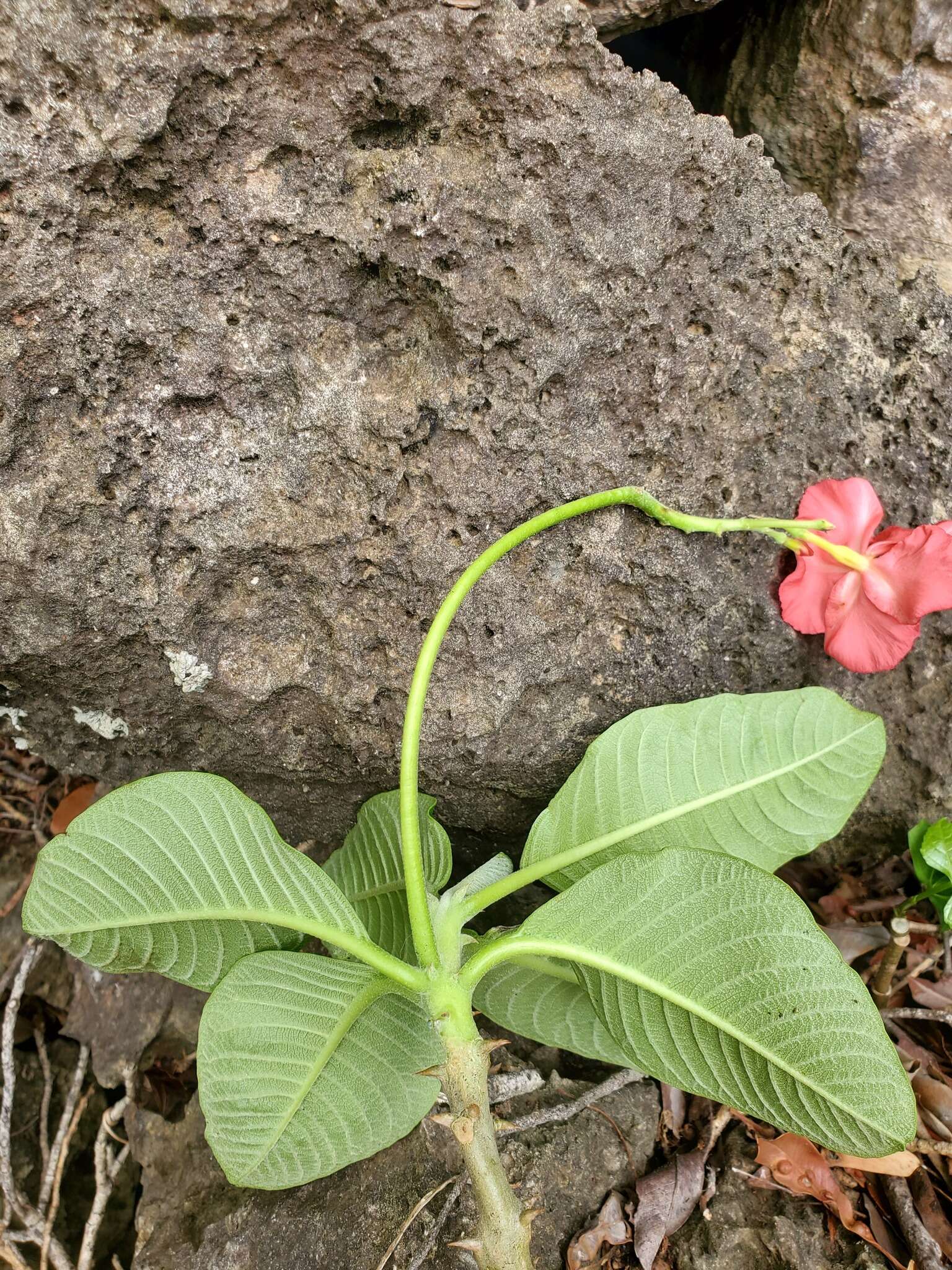 Imagem de Pachypodium windsorii Poiss.