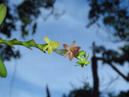 Image of Epidendrum cardiophorum Schltr.