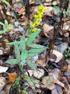 Image of Solidago elongata Nutt.