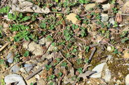 Image of Rough Clover