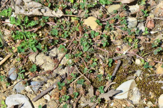 Plancia ëd Trifolium scabrum L.