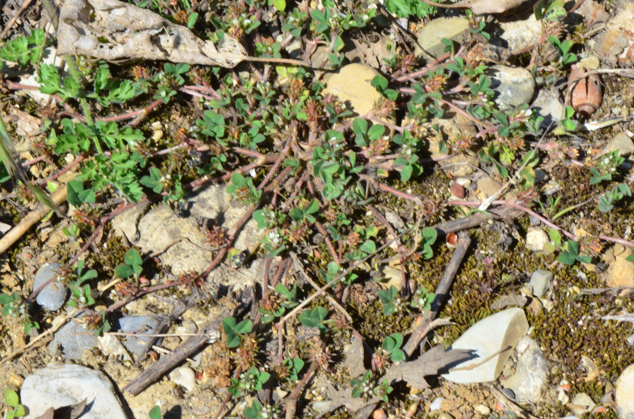 Слика од Trifolium scabrum L.