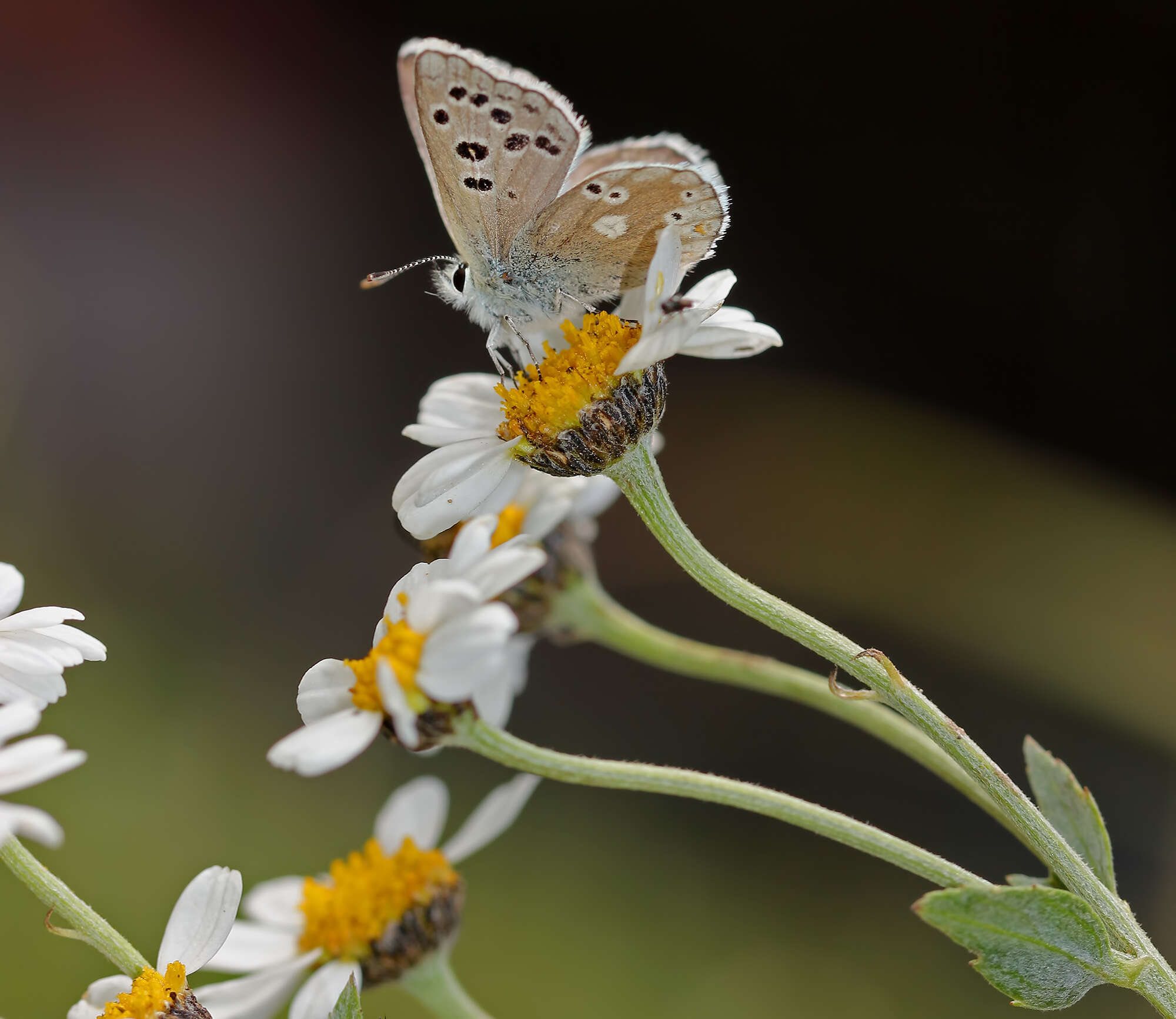 Image of Tanacetum balsamitoides Sch. Bip.