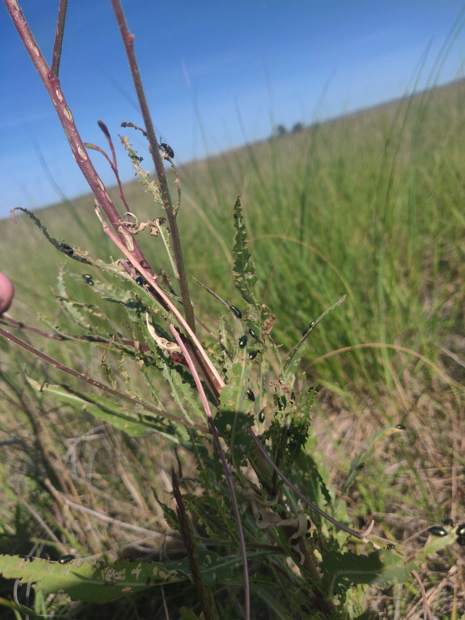 Oenothera coloradensis (Rydb.) W. L. Wagner & Hoch resmi