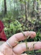 Image of Brazilian Water Grass