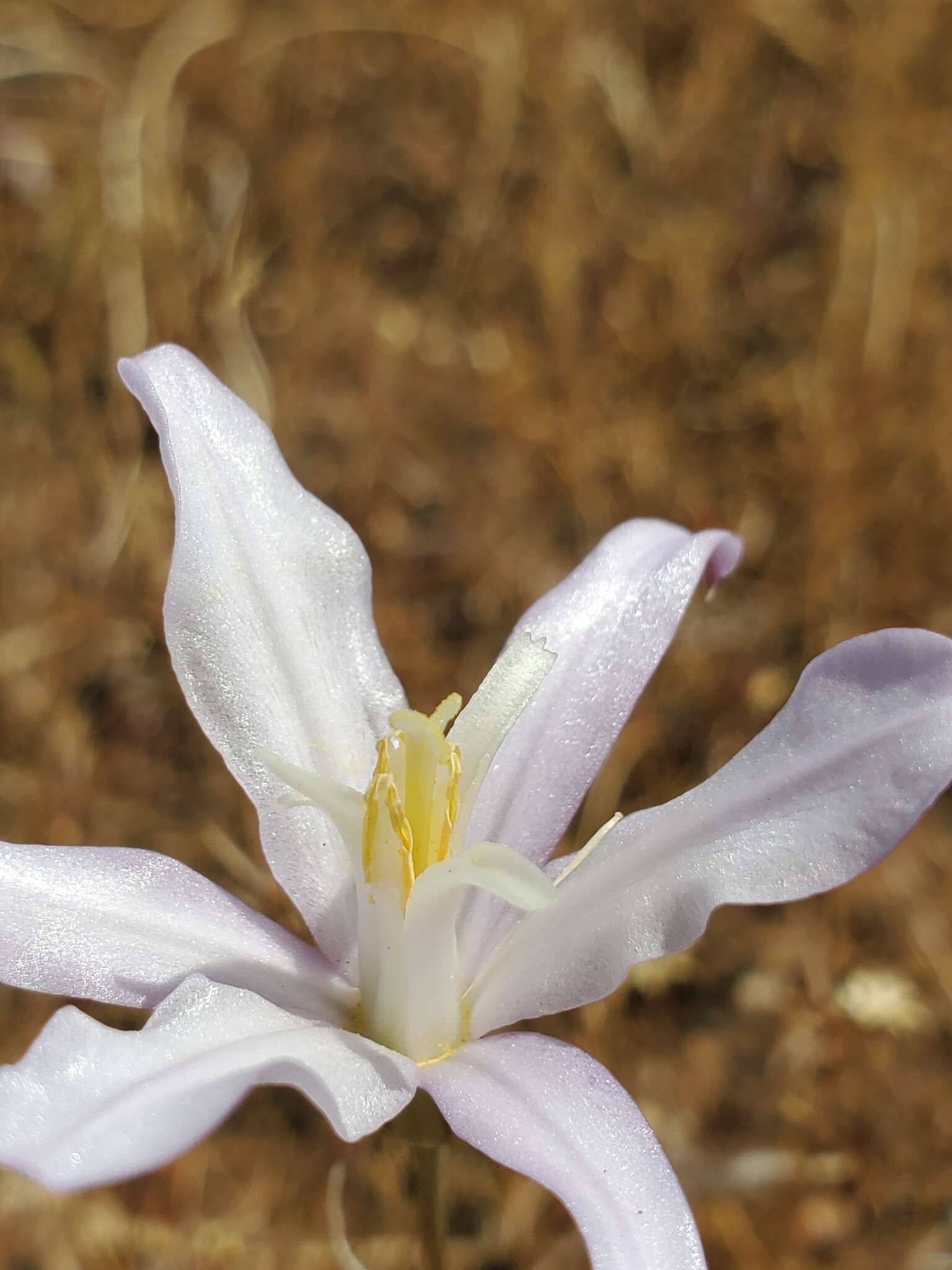 Sivun Brodiaea sierrae R. E. Preston kuva